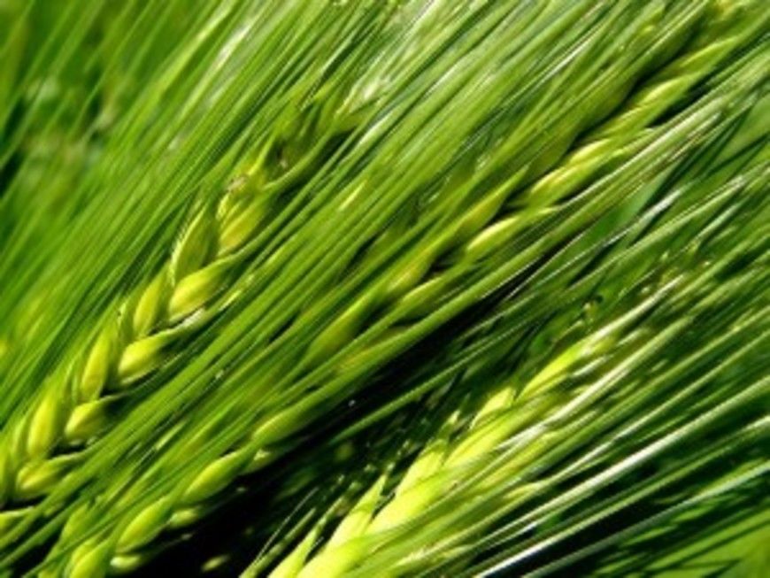 young green barley