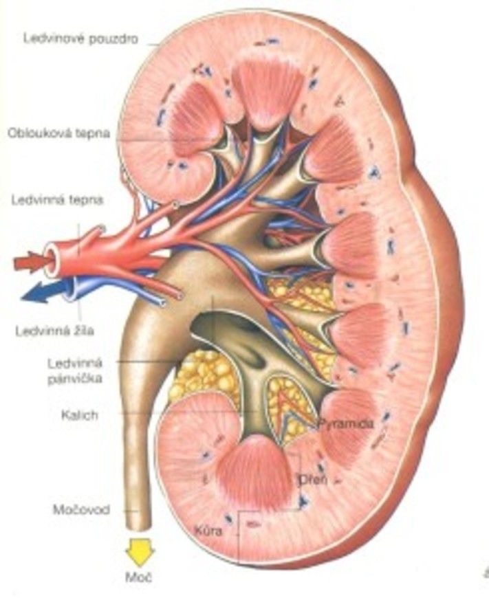 ledviny