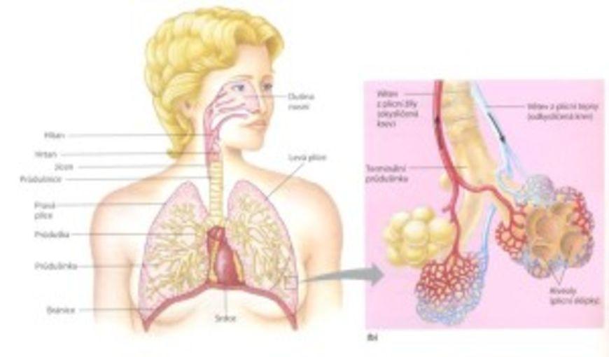 dýchací soustava1