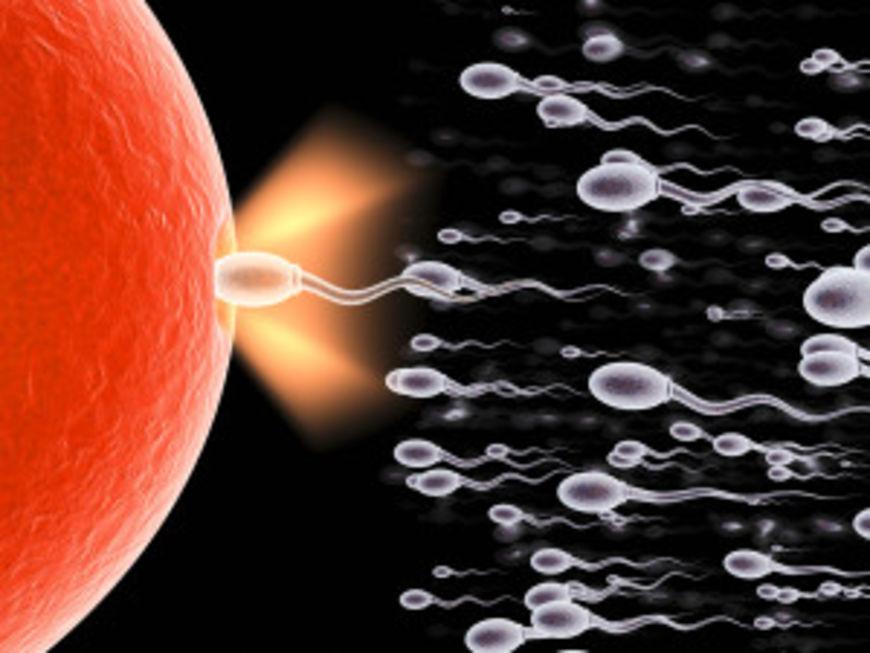 spermie1